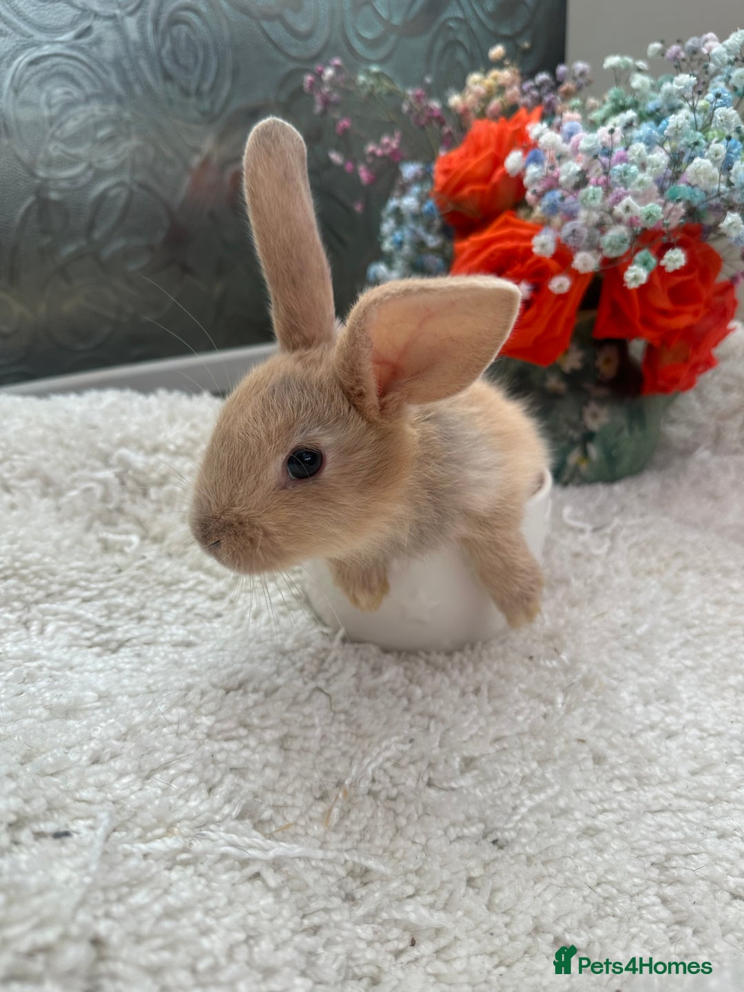 Continental Giant rabbits for sale: Continental Giant baby Rabbits harlequin yellow  - Image 11