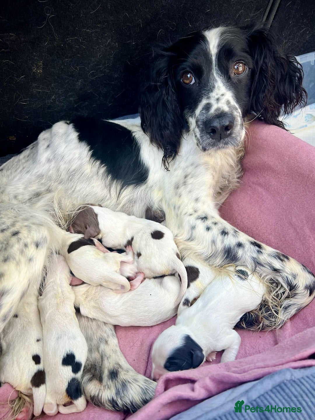 English Springer Spaniel dogs for sale: Stunning Litter of Beautiful Working ESS Puppies. - Advert 5
