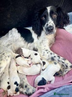 English Springer Spaniel dogs - Advert 5