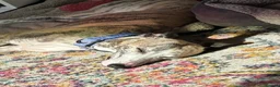 Whippet dogs for sale: Whippet – 4 Years Old  - Advert 13