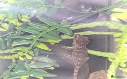 Gecko reptiles for sale: Gargoyle gecko and full set up - Image 3