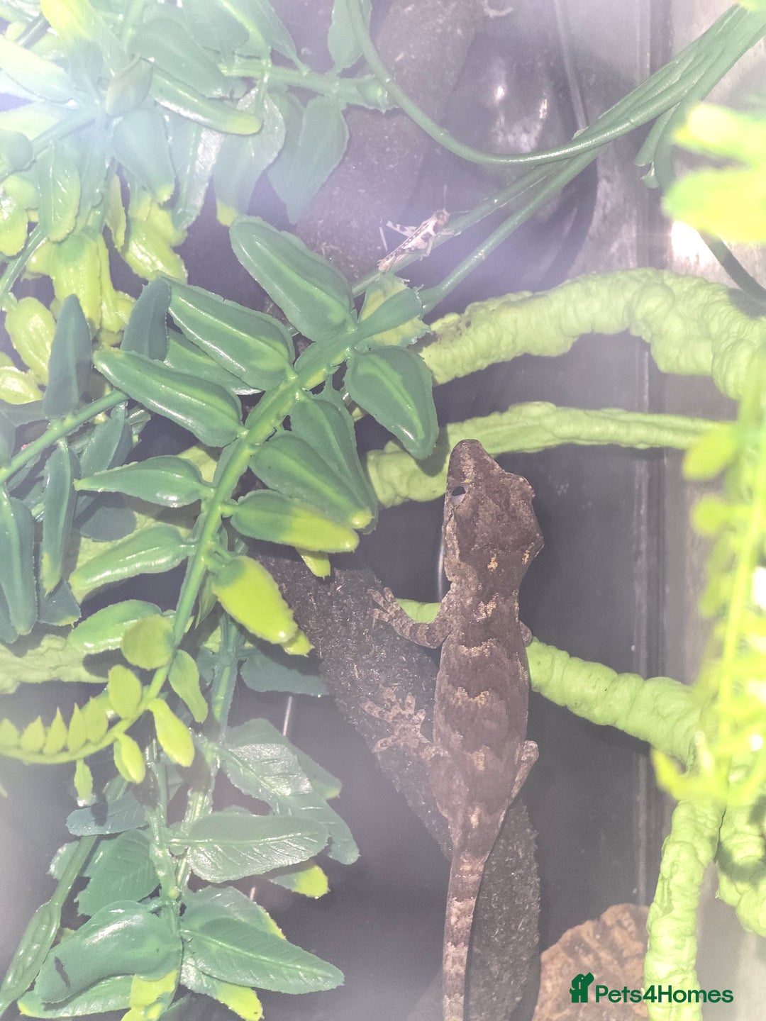 Gecko reptiles for sale: Gargoyle gecko and full set up - Image 3