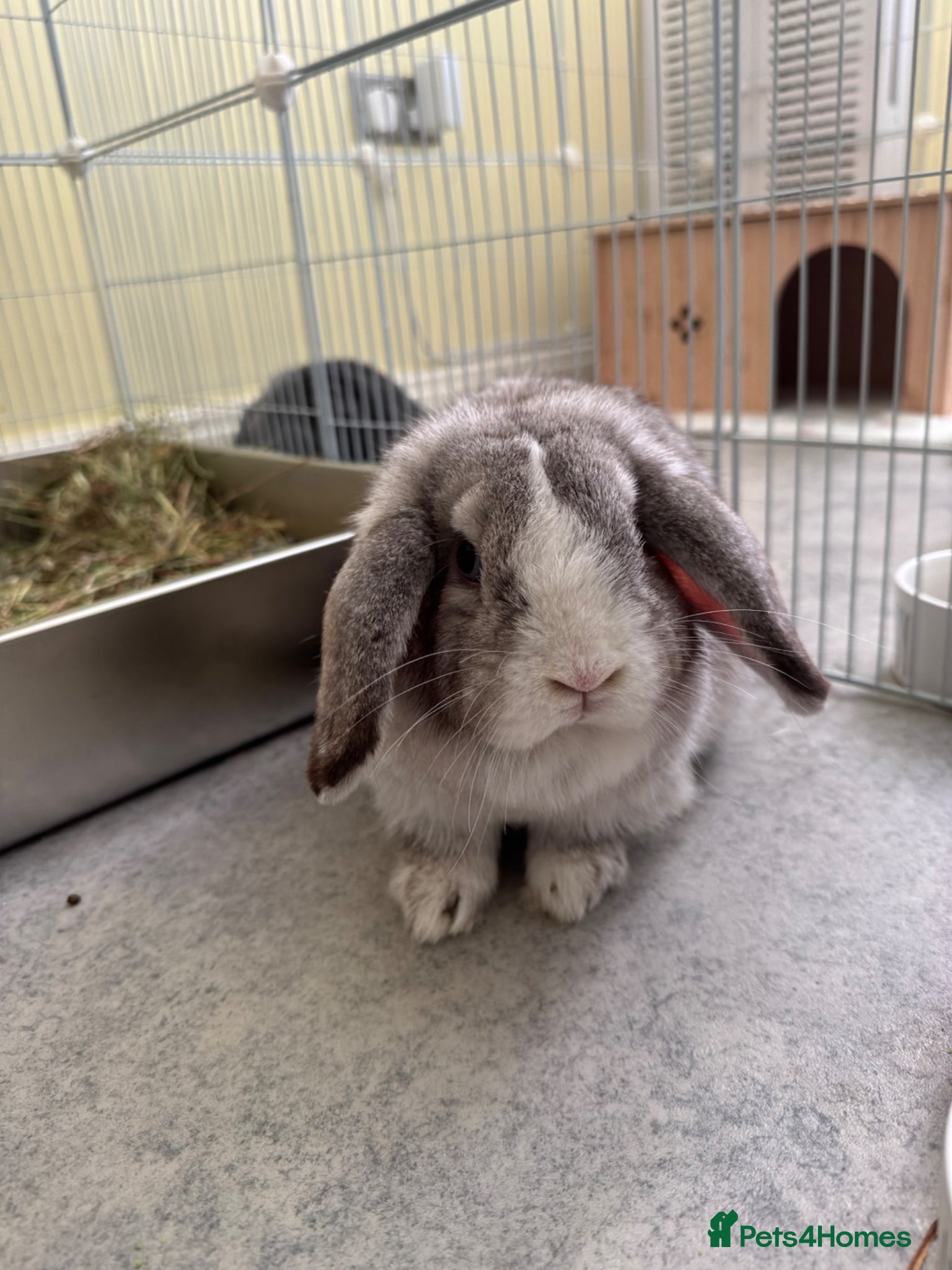 Mini Lop rabbits 8 month old female mini lop - Advert 14