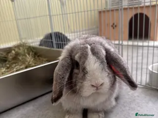 Mini Lop rabbits 8 month old female mini lop - Advert 14