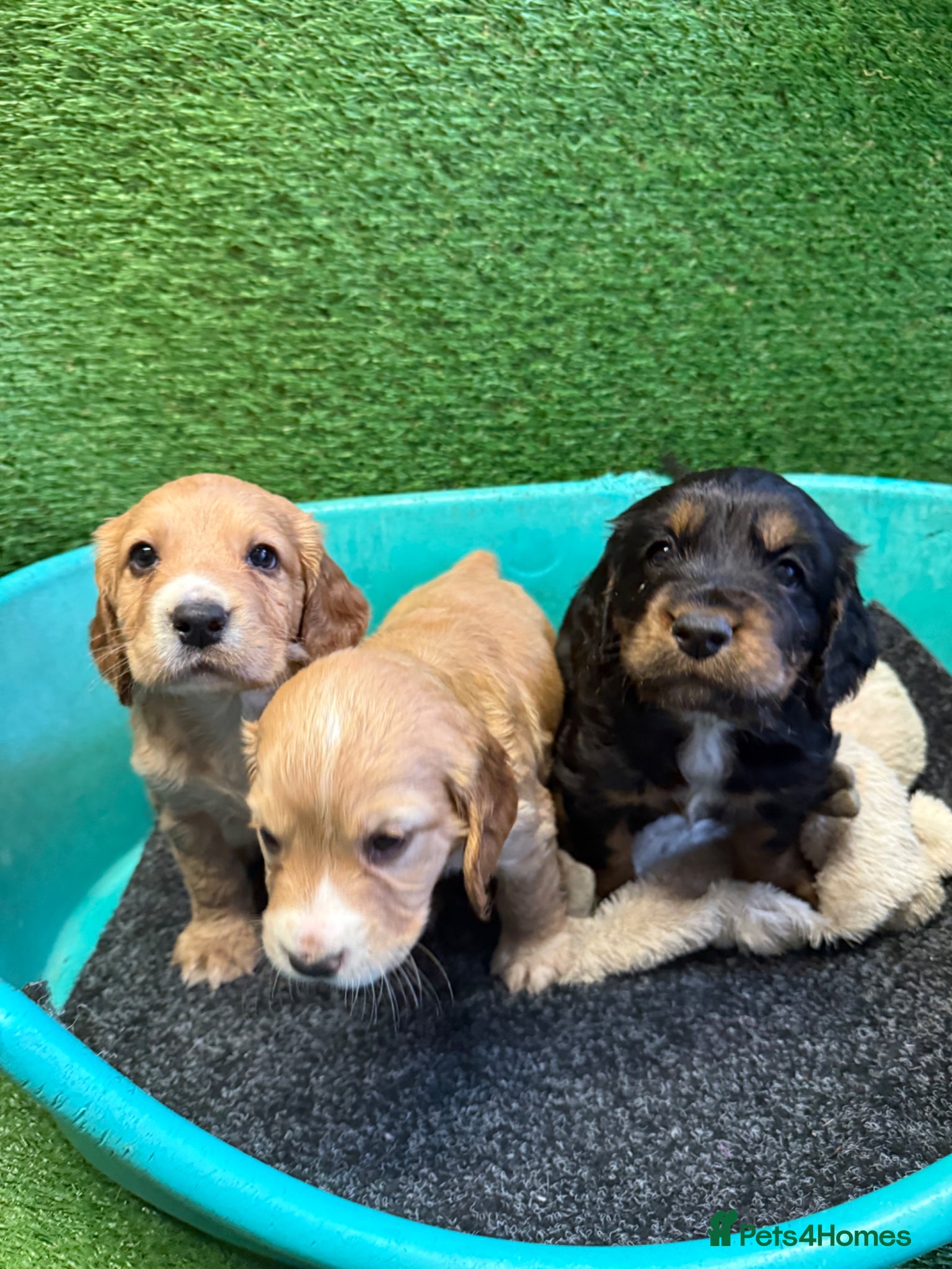 Cocker Spaniel dogs Working cockers ready to leave 7th may!  - Advert 5
