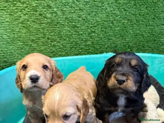 Cocker Spaniel dogs Working cockers ready to leave 7th may! - Advert 5