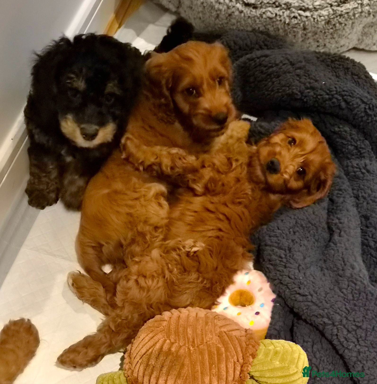 Cavapoo dogs Gorgeous Cavapoo puppies - Advert 10