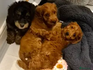 Cavapoo dogs Gorgeous Cavapoo puppies - Advert 10