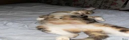 Mixed Breed cats for sale: Mixed ragdol tabbie - Advert 7