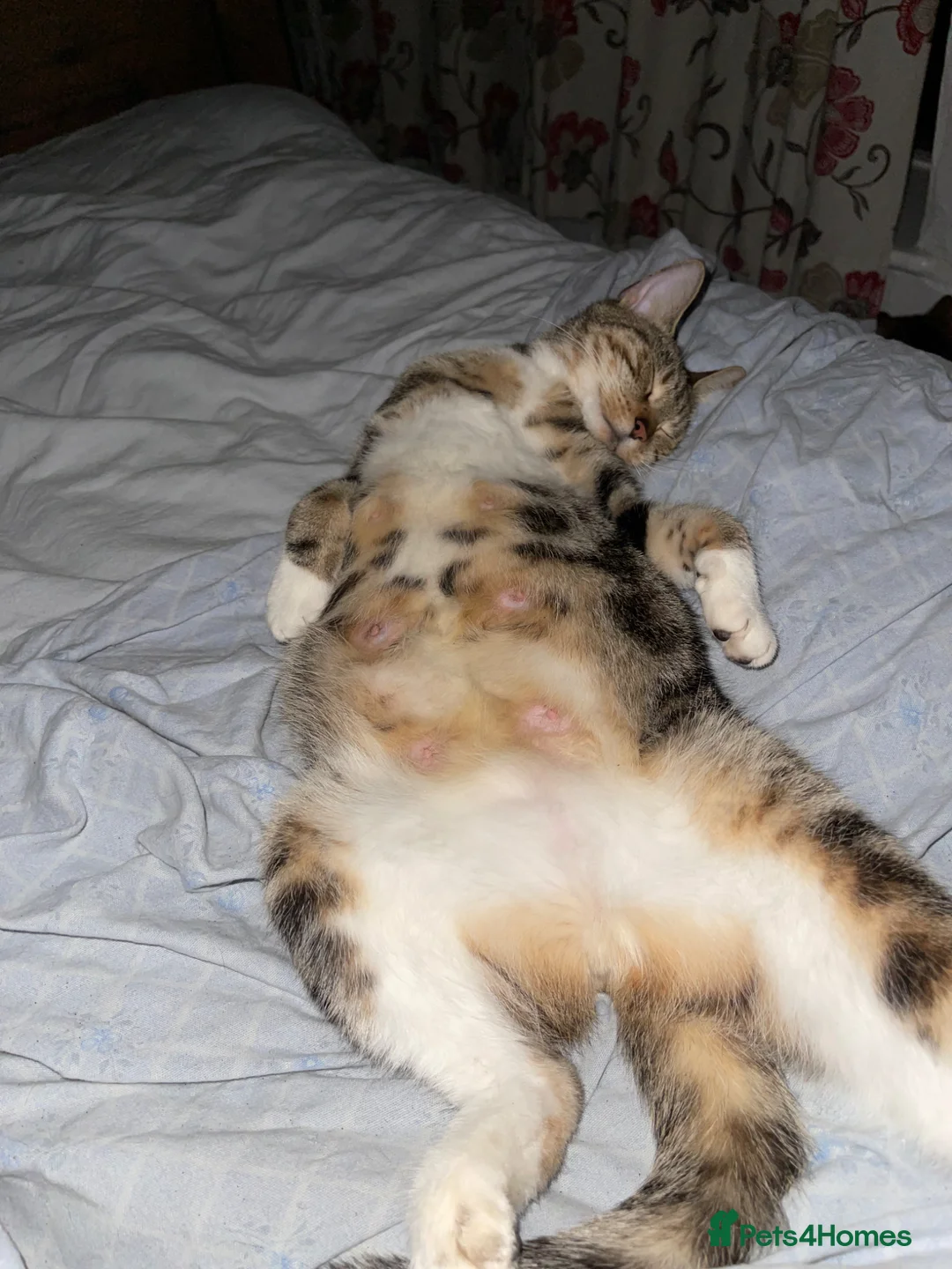 Mixed Breed cats for sale: Mixed ragdol tabbie - Advert 7