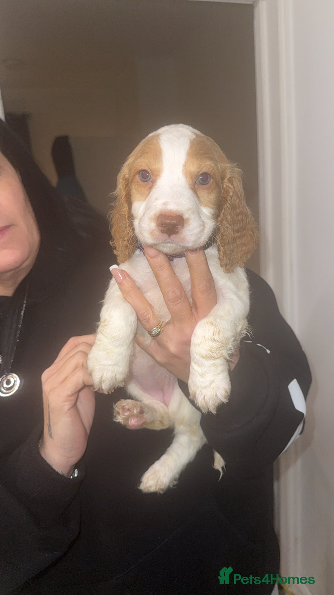 Cocker Spaniel dogs for sale: REDUCED💵cocker spaniel puppies 🩷💙 - Advert 28