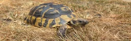 Hermann Tortoise reptiles for sale: Established Pair of Hermanns Tortoises Ruby&George in Derby - Advert 4
