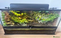 Frog reptiles for sale: 3 blue dart frogs - Image 6