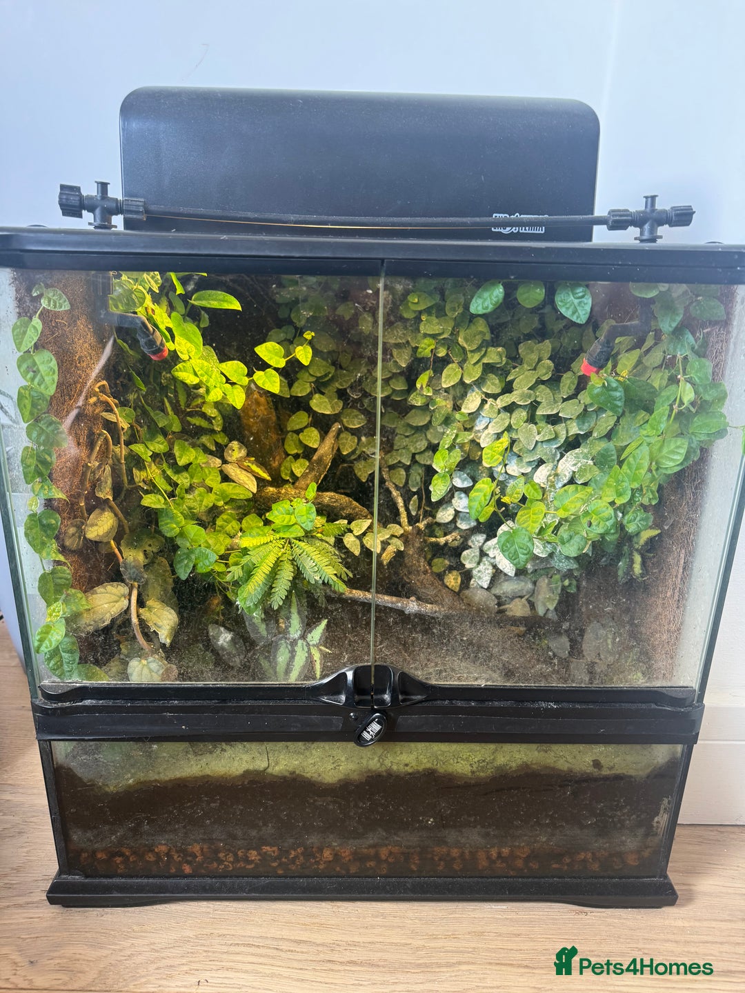 Frog reptiles for sale: 3 blue dart frogs - Image 6