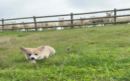 Welsh Corgi Pembroke dogs for sale: Stunning KC Registered Corgis - Image 9