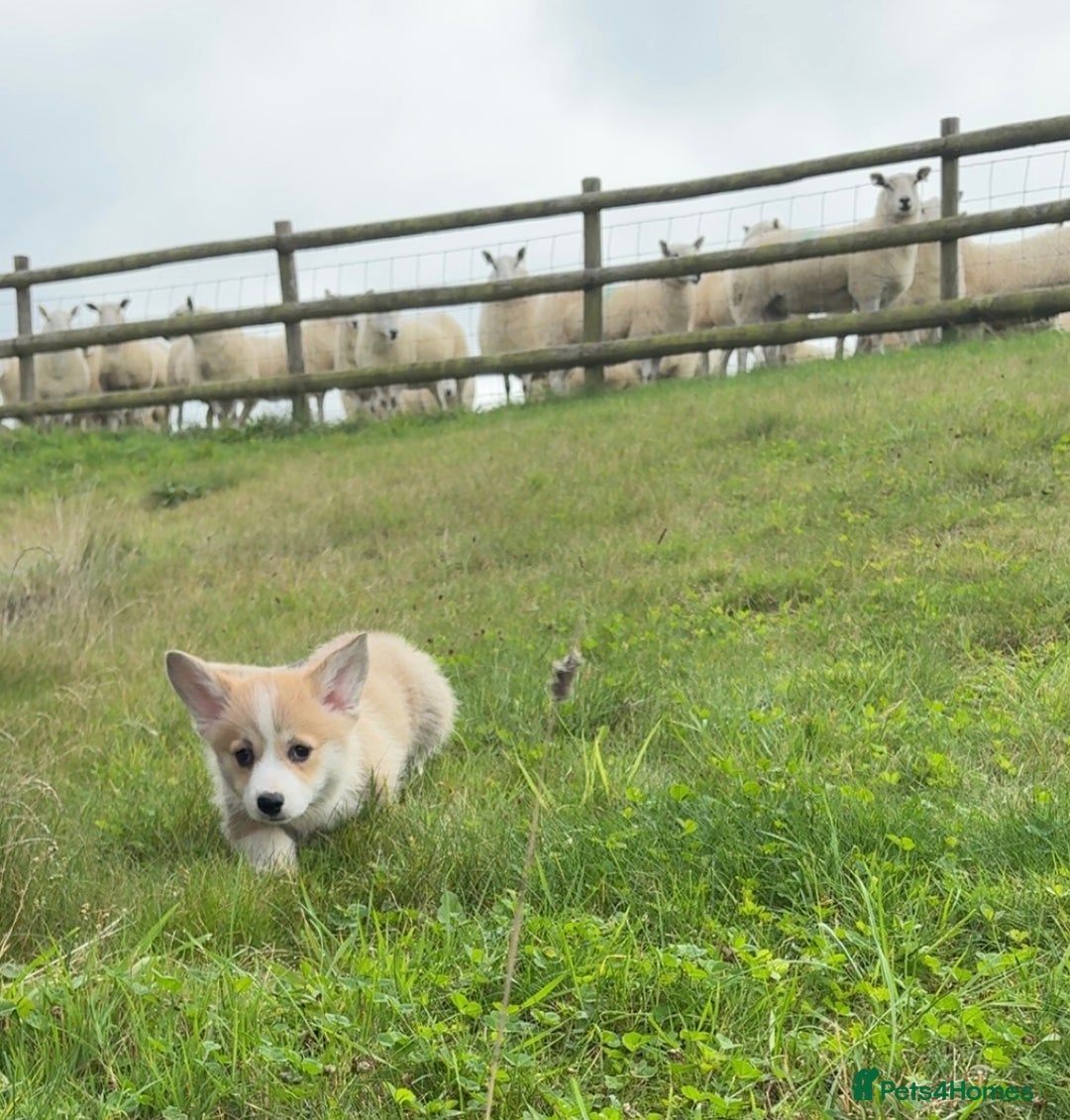 Welsh Corgi Pembroke dogs for sale: Stunning KC Registered Corgis - Image 9
