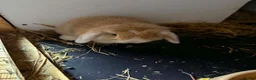 Mini Lop rabbits for sale: Mini lops - Advert 4