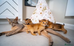 Abyssinian cats for sale: Champion Line Abyssinians- Rare Beauty- TICA reg. - Image 15