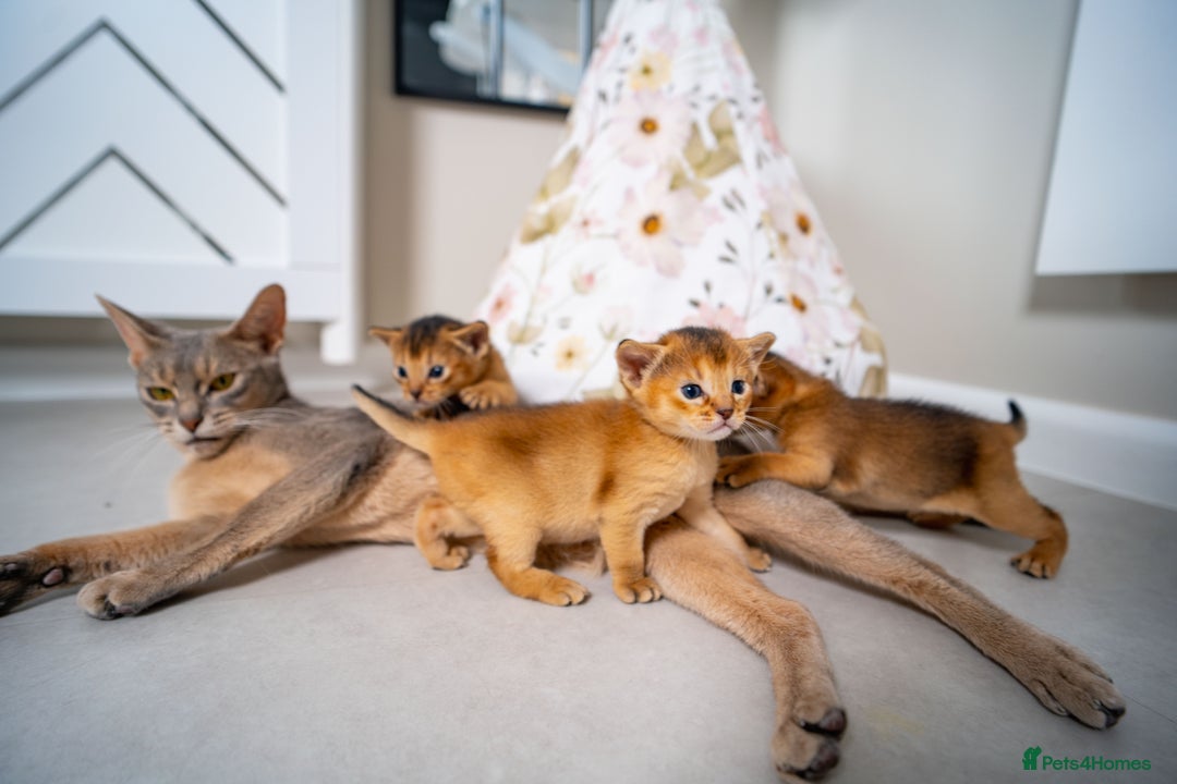 Abyssinian cats for sale: Champion Line Abyssinians- Rare Beauty- TICA reg. - Image 15