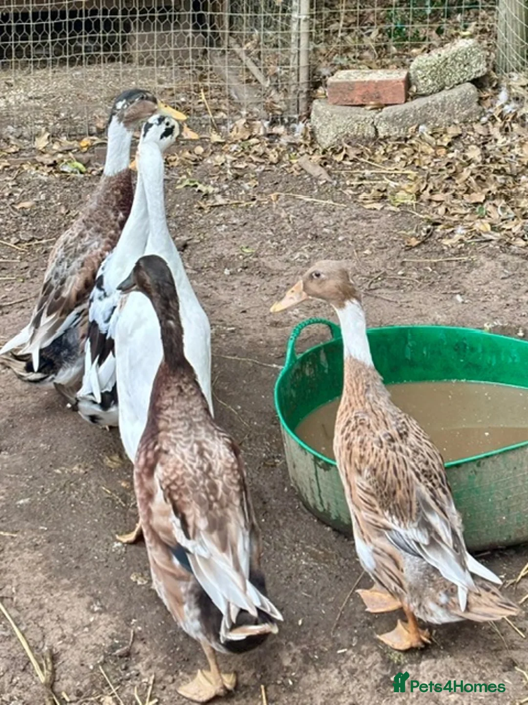 Ducks poultry for sale: Running Duck Drakes - Advert 2
