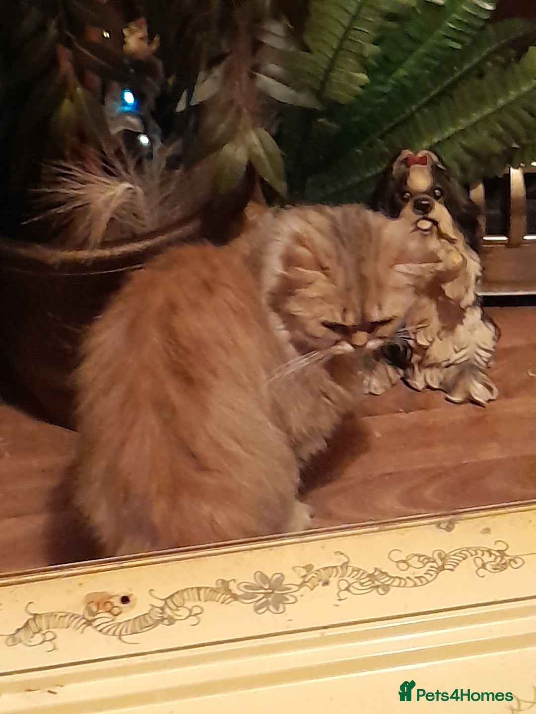 Persian cats for sale: Beautiful Golden persian - Advert 3