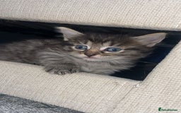 Savannah cats for sale: F7 Savannah cats  - Image 8