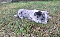 Border Collie dogs for sale: Border Collie pup's  - Image 8