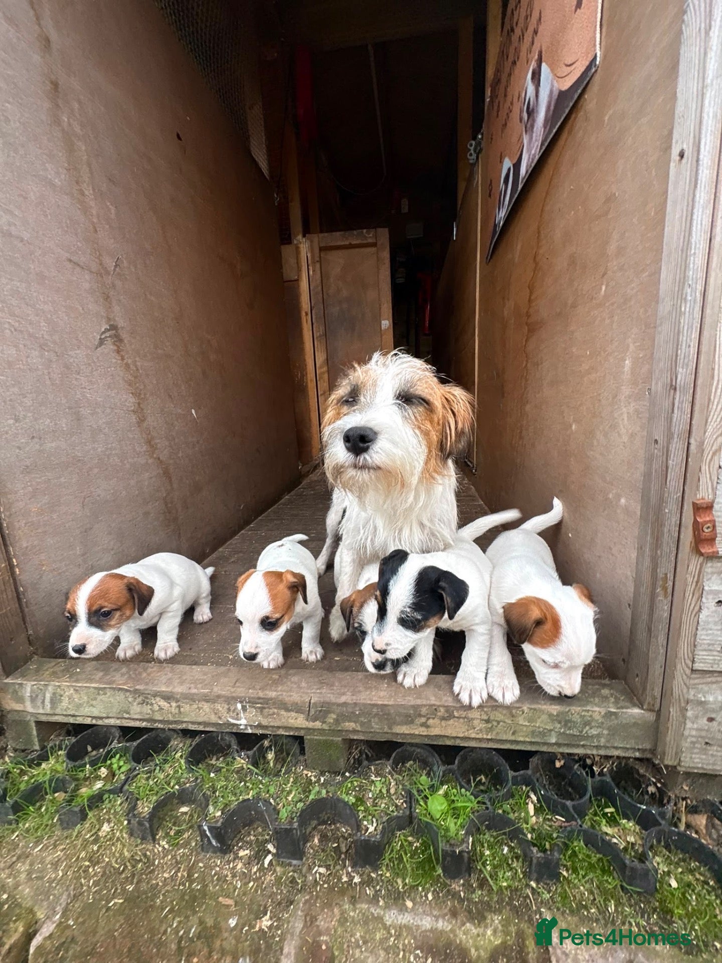 Jack Russell dogs 3 female Jack Russell puppies ready to go - Advert 12
