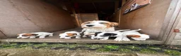 Jack Russell dogs for sale: 3 female Jack Russell puppies ready to go - Advert 1