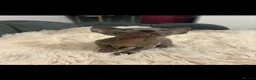 Sphynx cats for sale: Sphyx kittens  - Advert 7