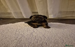 Yorkshire Terrier dogs for sale: Yorkshire terrier pappy for sale - Image 1