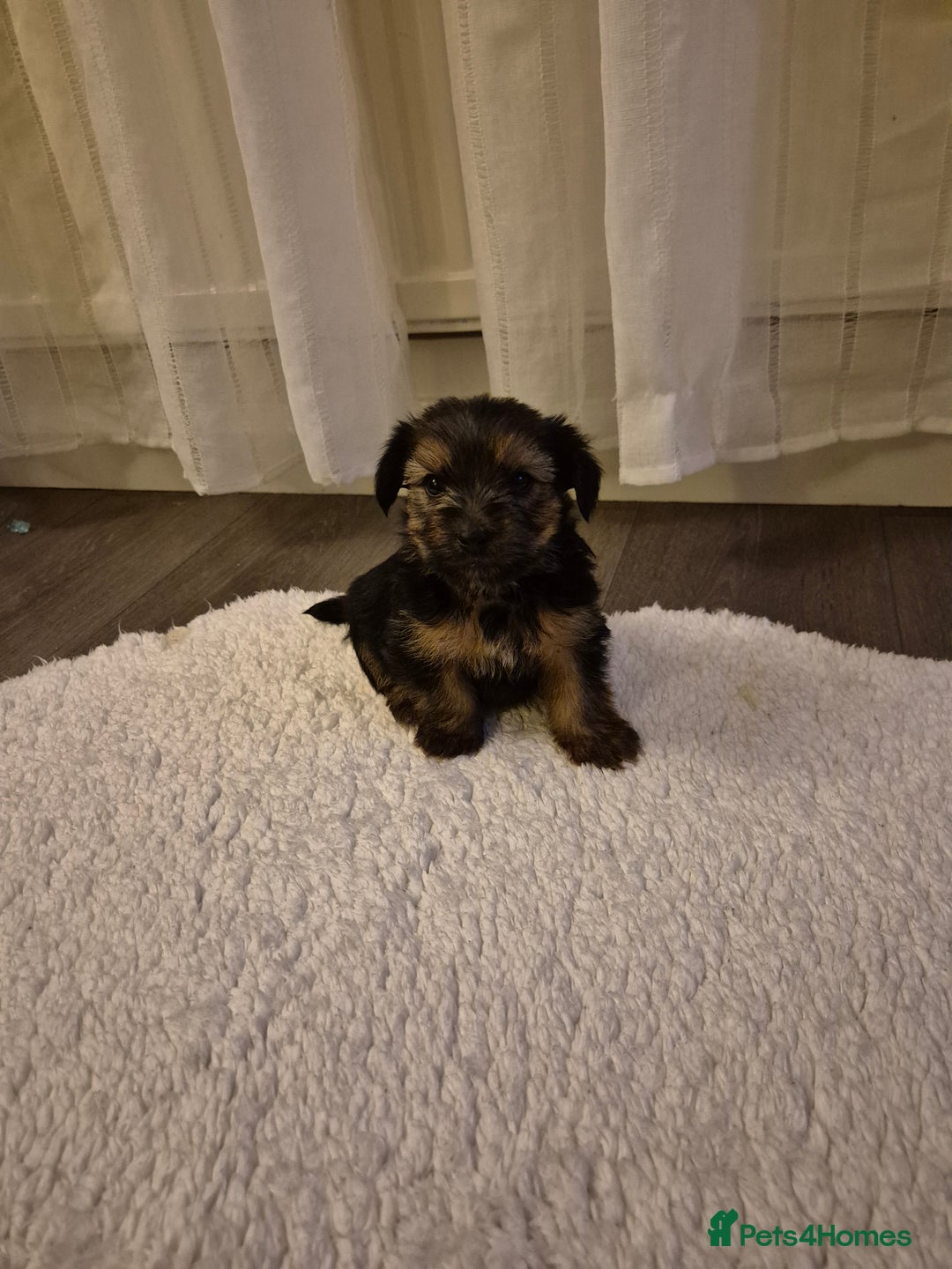 Yorkshire Terrier dogs for sale: Yorkshire terrier pappy for sale - Image 1
