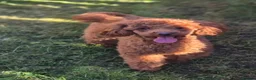 Maltipoo dogs for sale: F1 Maltipoo Puppies - Advert 13
