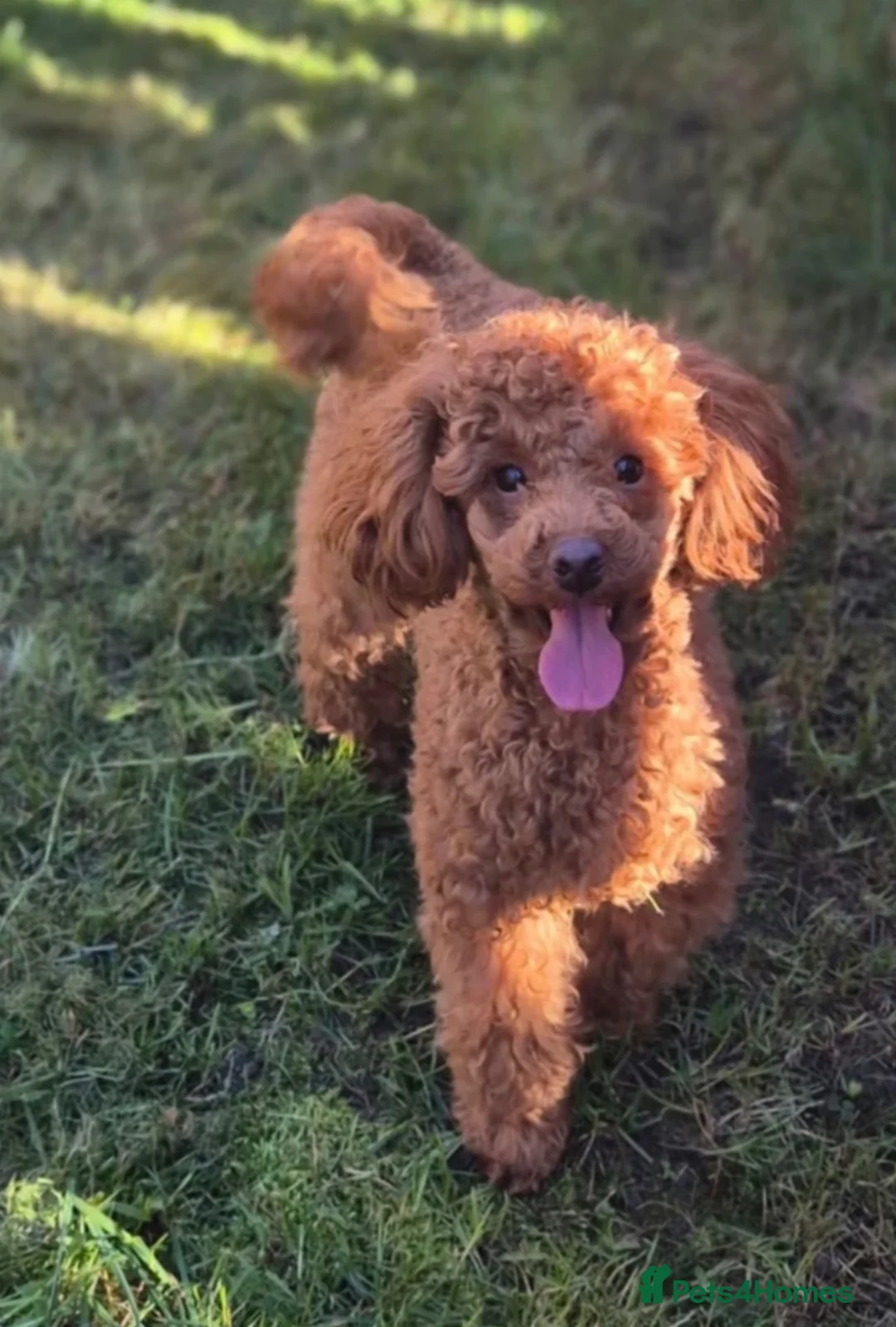 Maltipoo dogs for sale: F1 Maltipoo Puppies - Advert 13