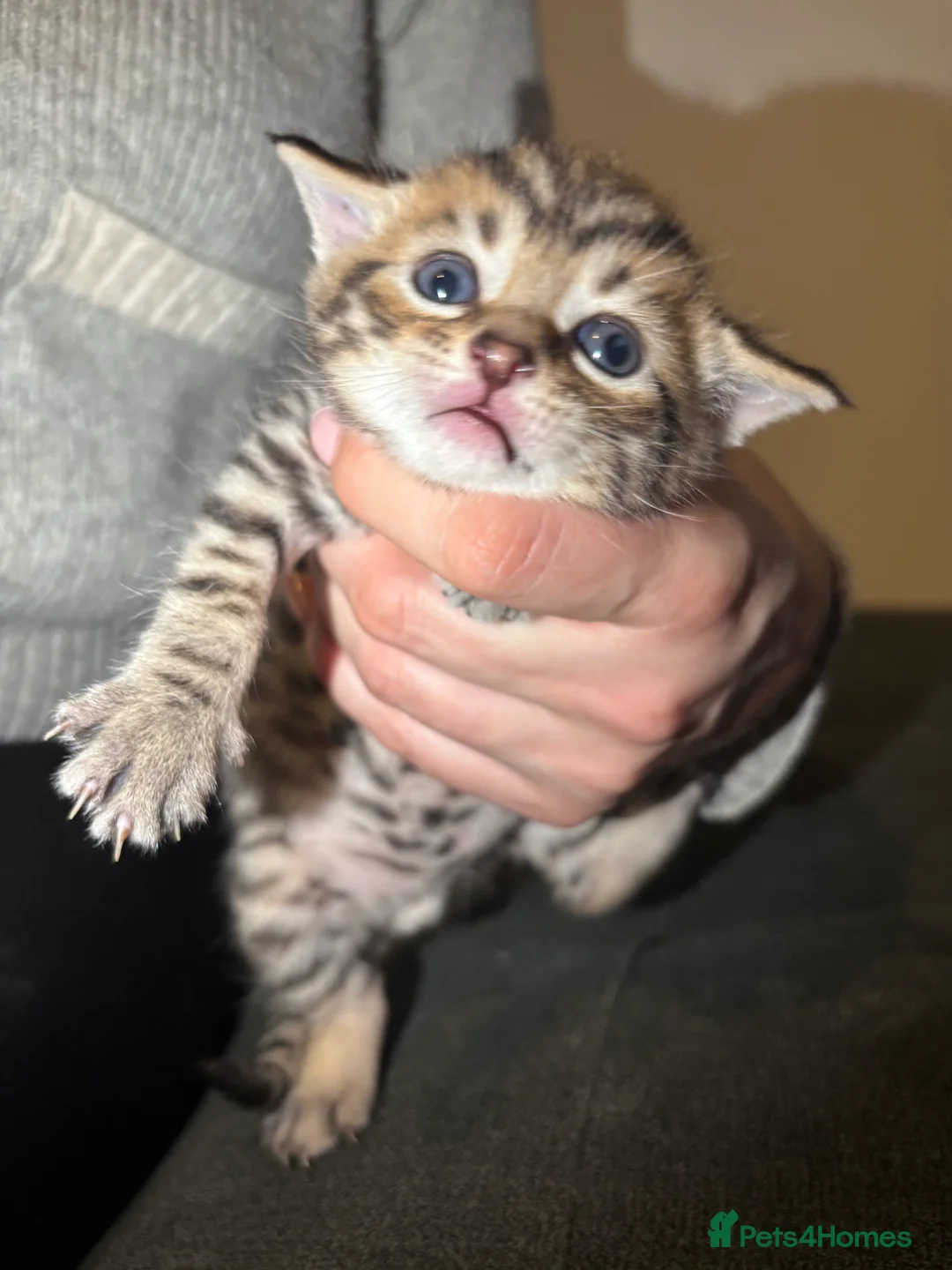 Mixed Breed cats for sale: Tabby kittens for sale!! - Advert 22