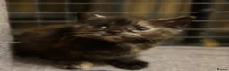 Abyssinian cats for sale: British x Abyssinian Kittens ONLY 2 left !  - Advert 12