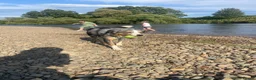 Border Collie dogs for sale: 5 year old tri Merle border collie girl  in Carlisle - Advert 5