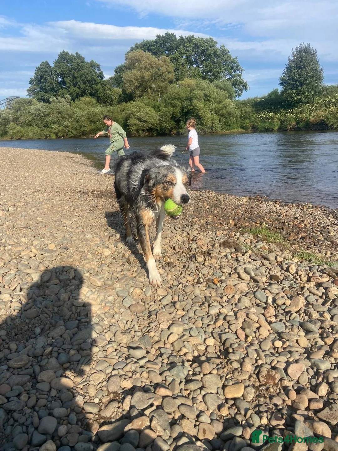 Border Collie dogs for sale: 5 year old tri Merle border collie girl  in Carlisle - Advert 5