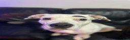 Mixed Breed dogs for sale: Staffy x mixed breed - Advert 1
