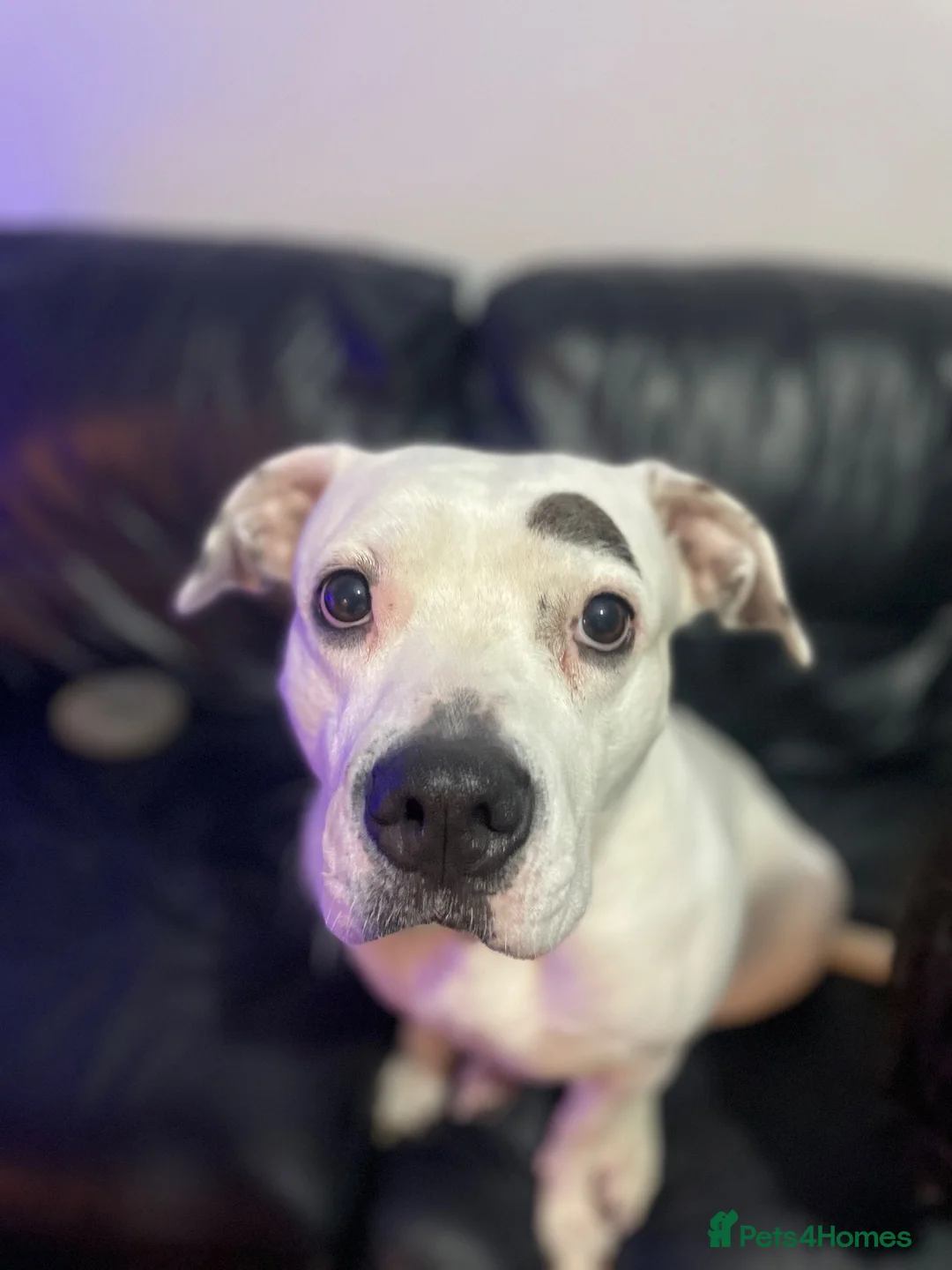 Mixed Breed dogs for sale: Staffy x mixed breed - Advert 1
