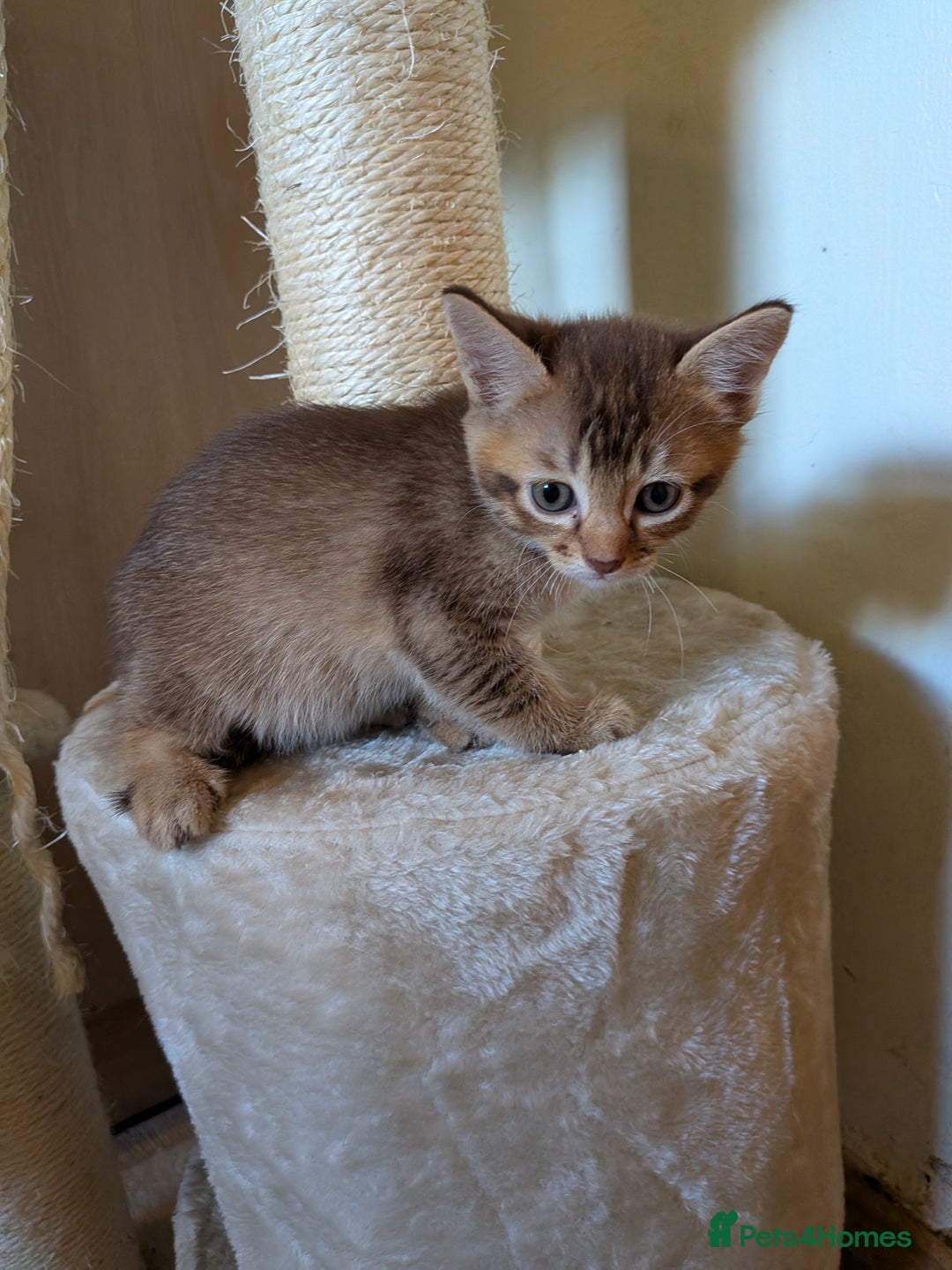 Burmese Cross Persian Cats Cross Breed Cat: Over 1,920 Royalty