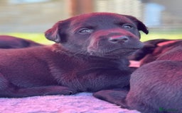 Labrador Retriever dogs for sale: KC Reg Health Tested Working Labradors - Image 37
