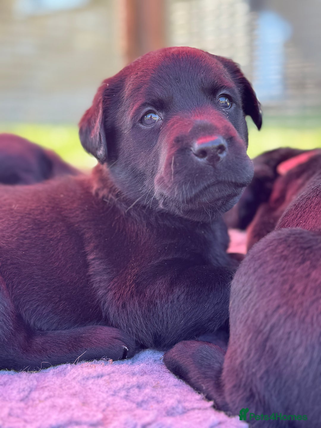 Labrador Retriever dogs for sale: KC Reg Health Tested Working Labradors - Image 37
