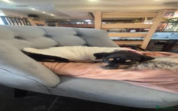 Mixed Breed dogs for sale: Doberman female x puppy - Image 6