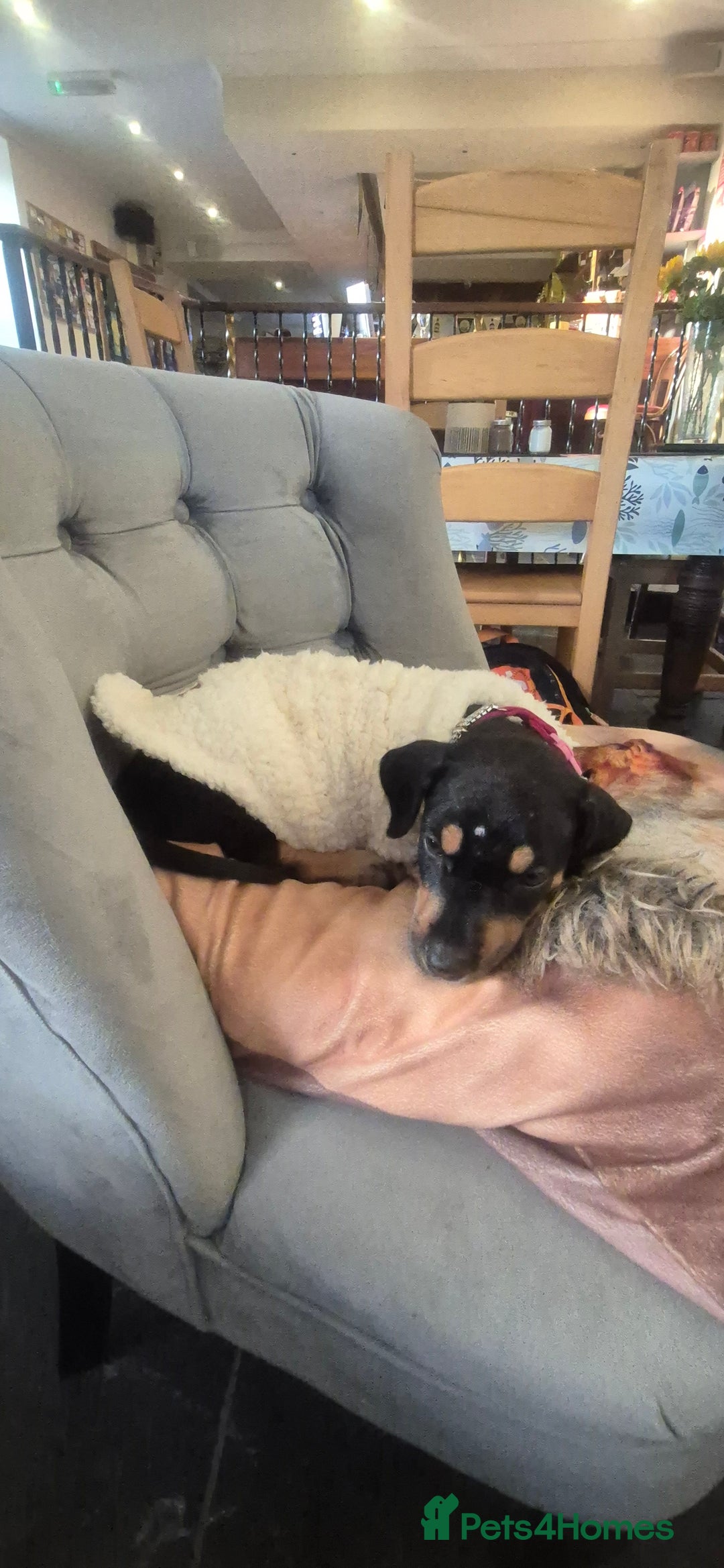 Mixed Breed dogs for sale: Doberman female x puppy - Image 6