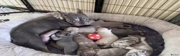 French Bulldog dogs for sale:  Stunning litter of French Bulldog puppies. in Banbury - Advert 2