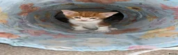 Domestic Shorthair cats for sale: Beautiful male kittens  - Advert 15