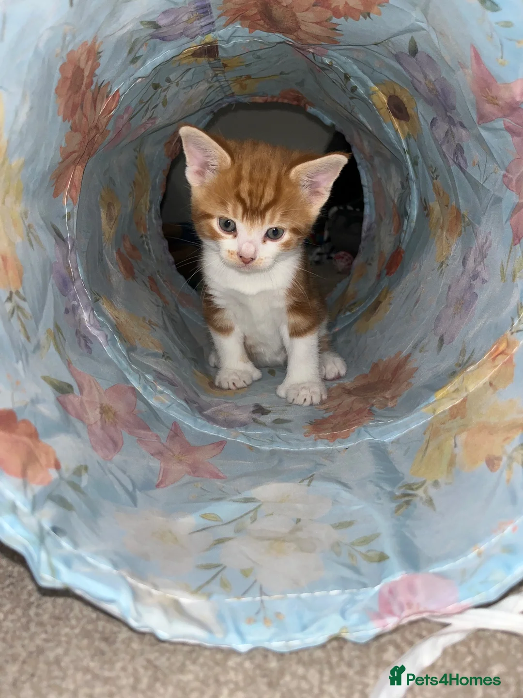 Domestic Shorthair cats for sale: Beautiful male kittens  - Advert 15