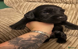 Cocker Spaniel dogs for sale: Cocker Spaniel pups for sale - Image 8