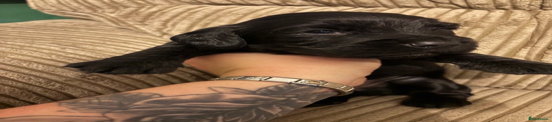 Cocker Spaniel Puppy 1